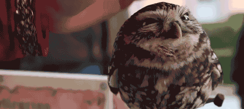 GIF of owl being pet